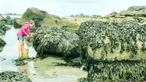 Coastal magic seaweed